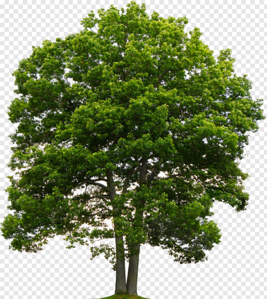 oak-tree-silhouette # 429356