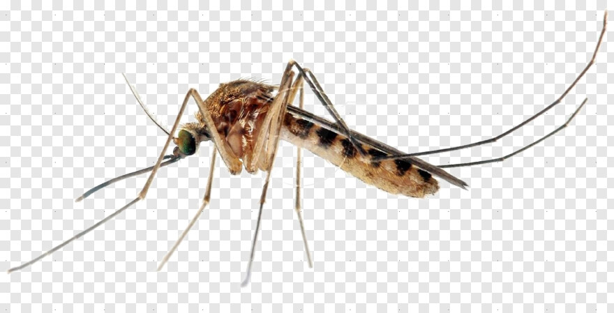 mosquito # 685900