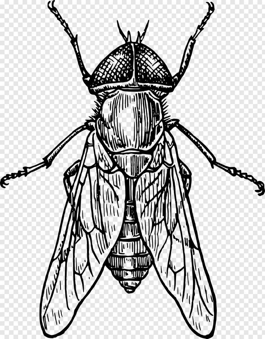 mosquito # 379811