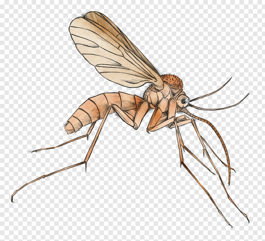 mosquito # 371139