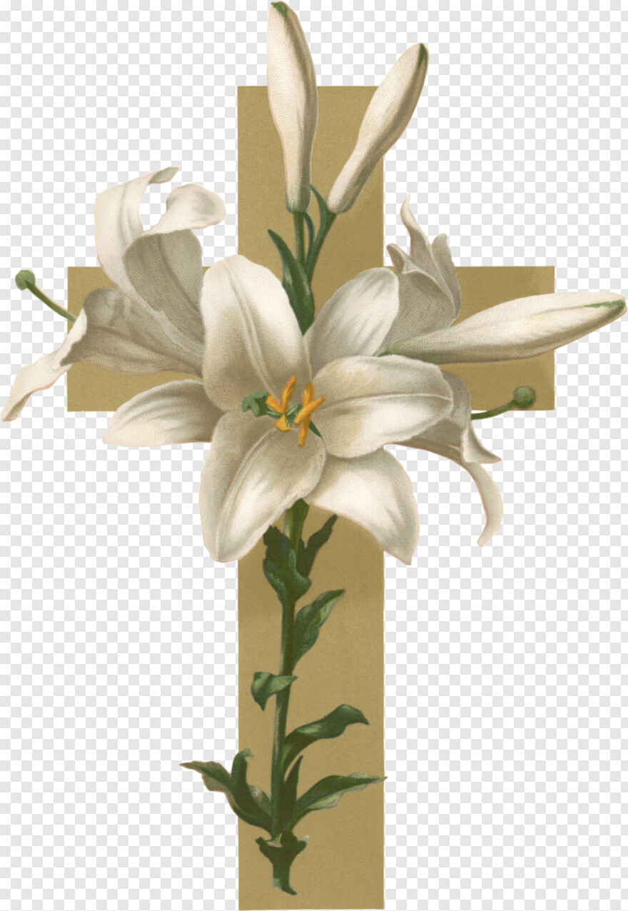 easter-lily # 942349