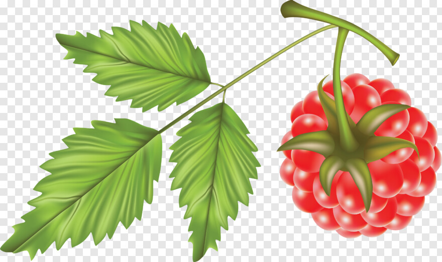 raspberry-pi-logo # 638508
