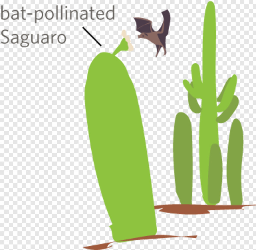 cactus-vector # 1088811