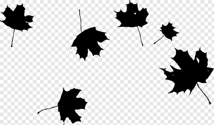 Maple Leaf, Autumn, Autumn Leaves, Canadian Maple Leaf, Autumn Leaf, Japanese Maple