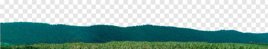 corn-field # 956475