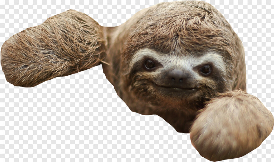 sloth # 618463