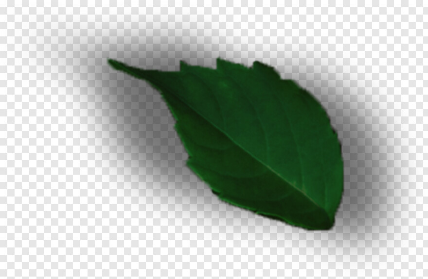green-leaf-design # 915284