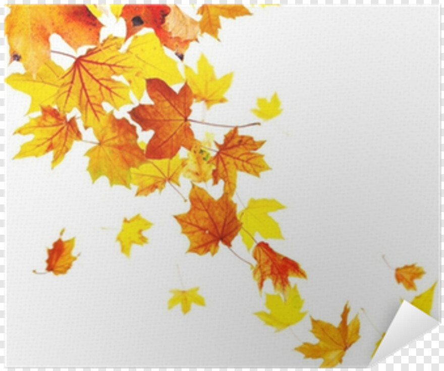 fall-leaves # 441884