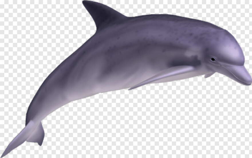 dolphin # 892874
