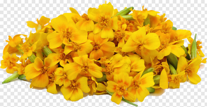 marigold-flower # 837249