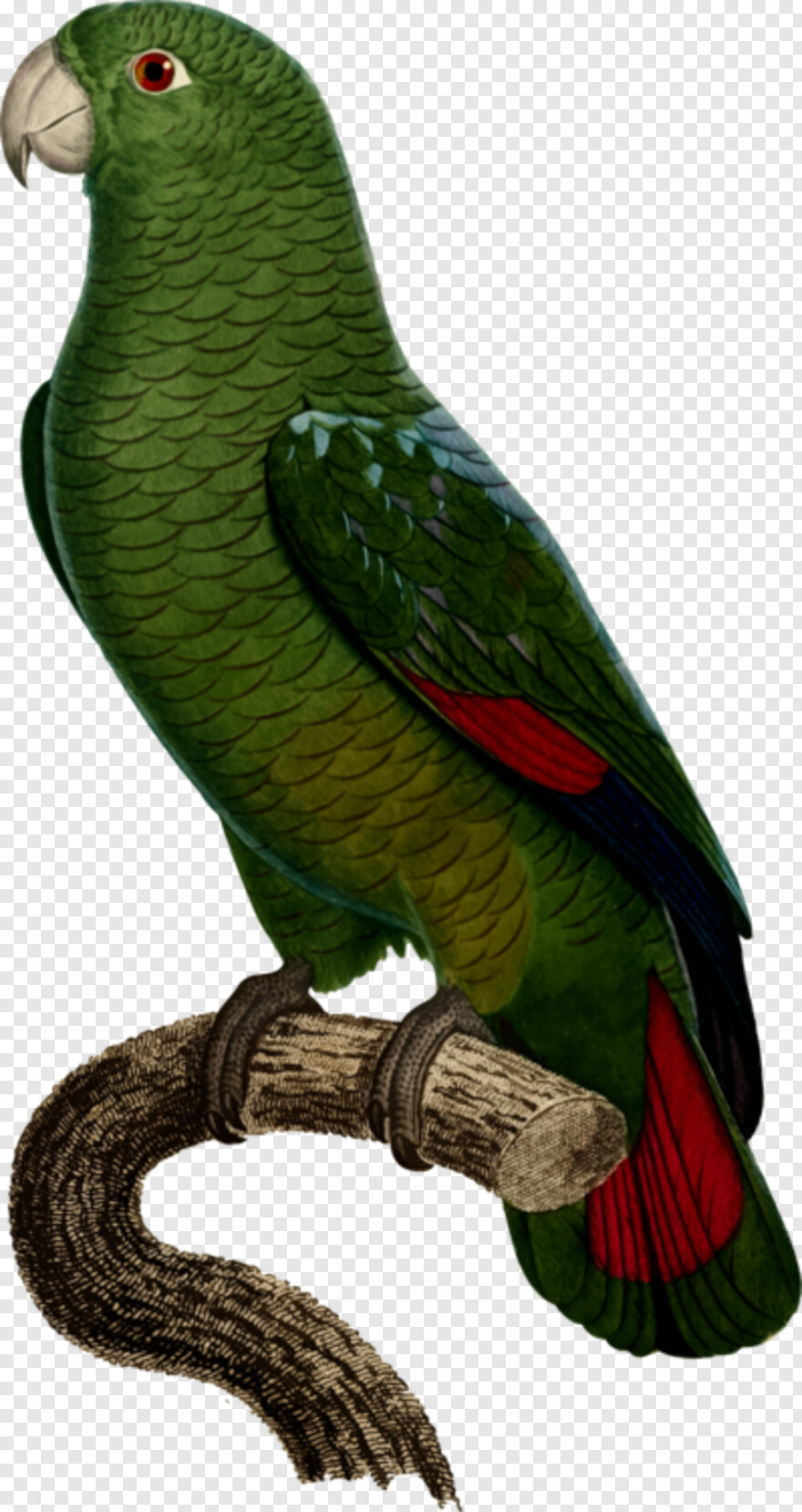 parrot # 363081