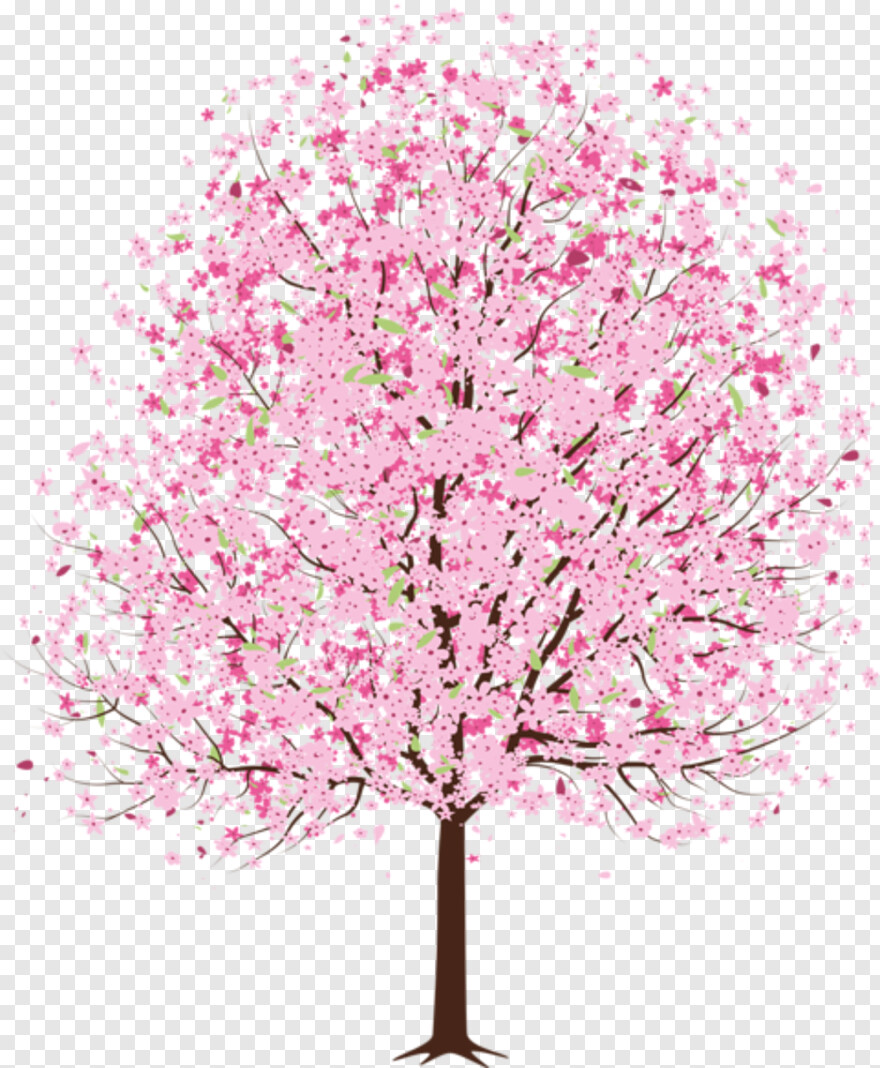 cherry-blossom # 513165