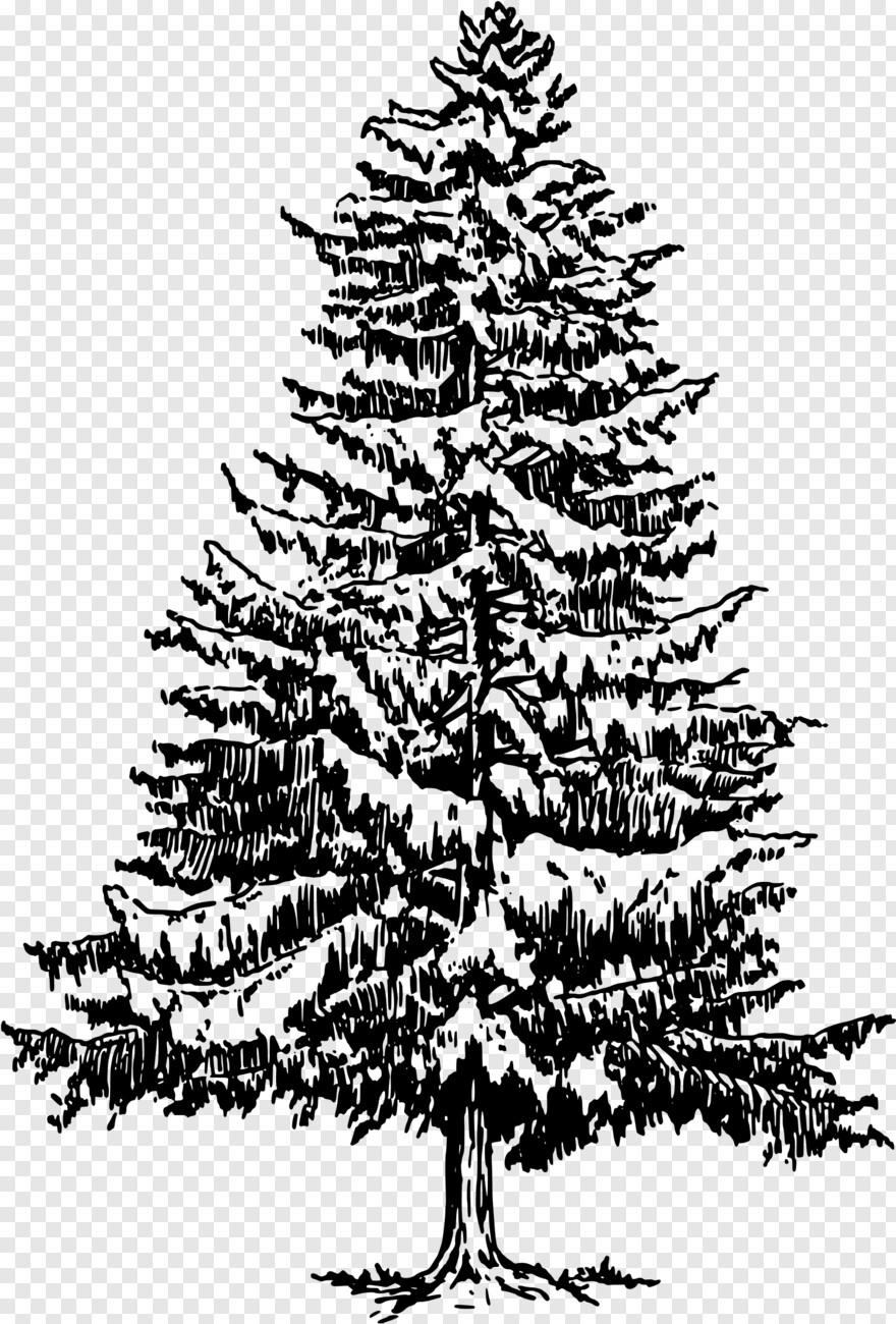 pine-tree-clip-art # 459639