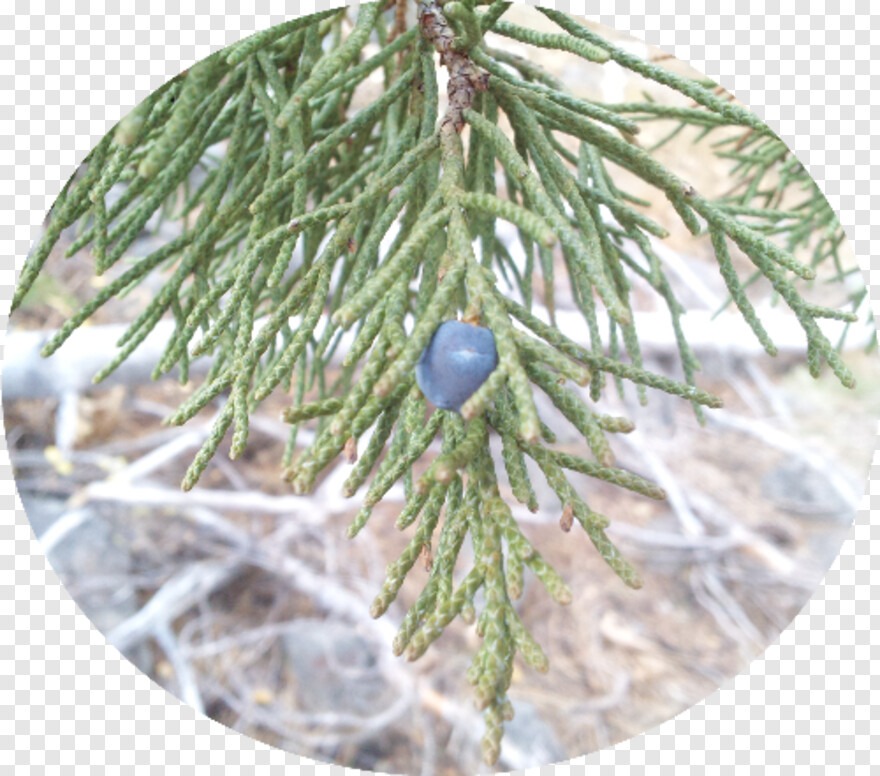 pine-branch # 654284