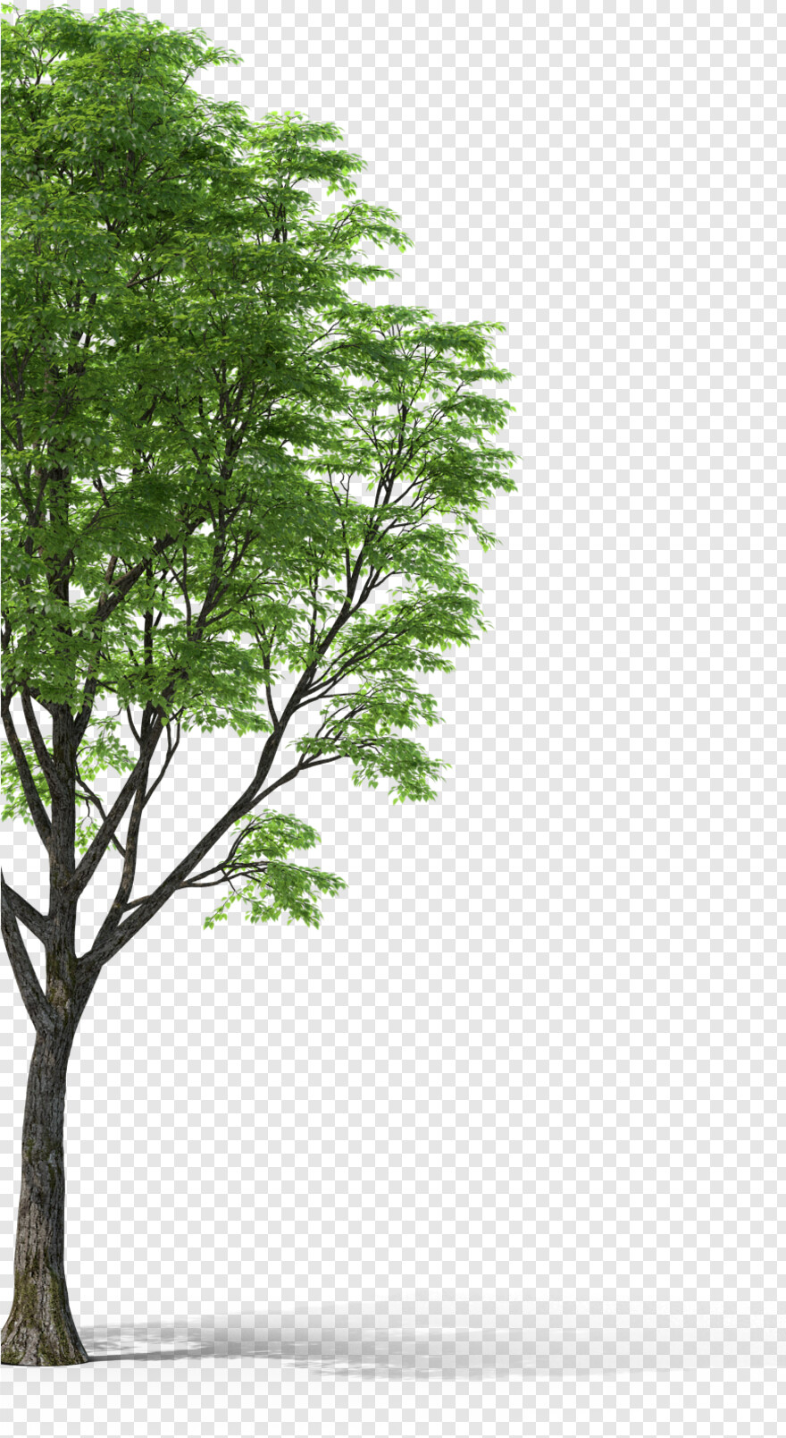 pine-tree-silhouette # 654307