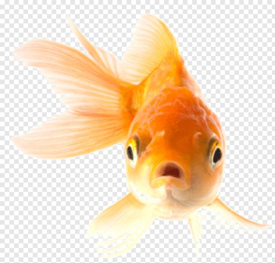 goldfish # 790334