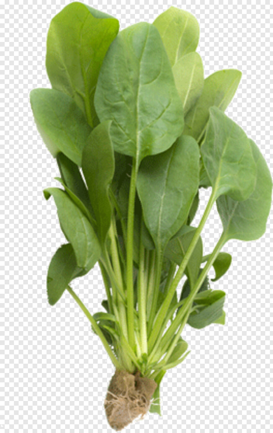 spinach # 842334
