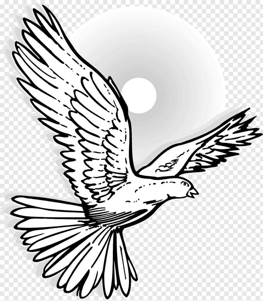 white-dove # 356845