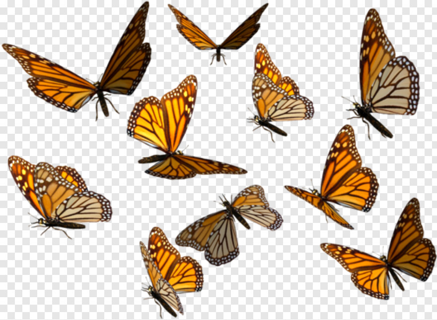 monarch-butterfly # 429309