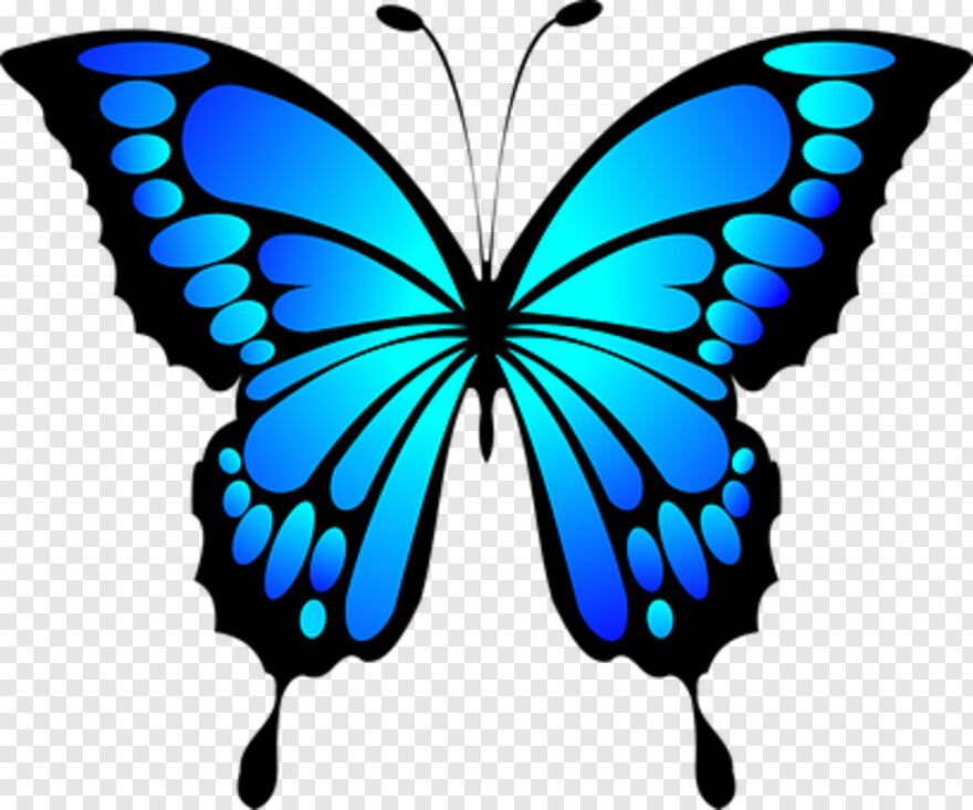 butterfly-wings # 343533
