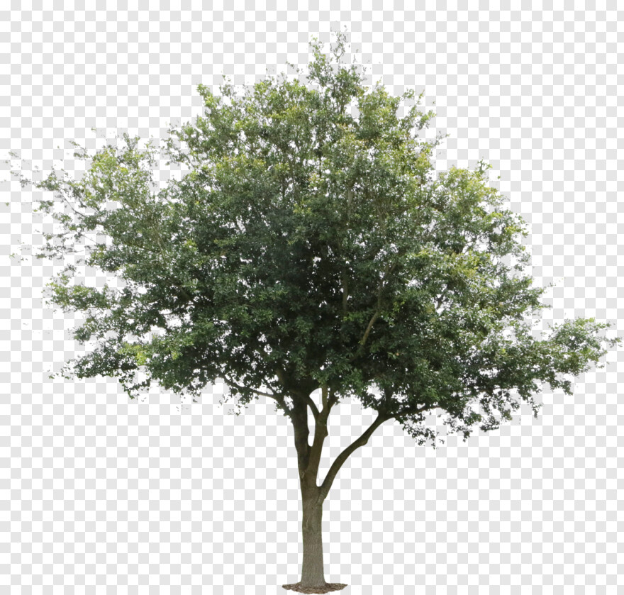 oak-tree # 459622