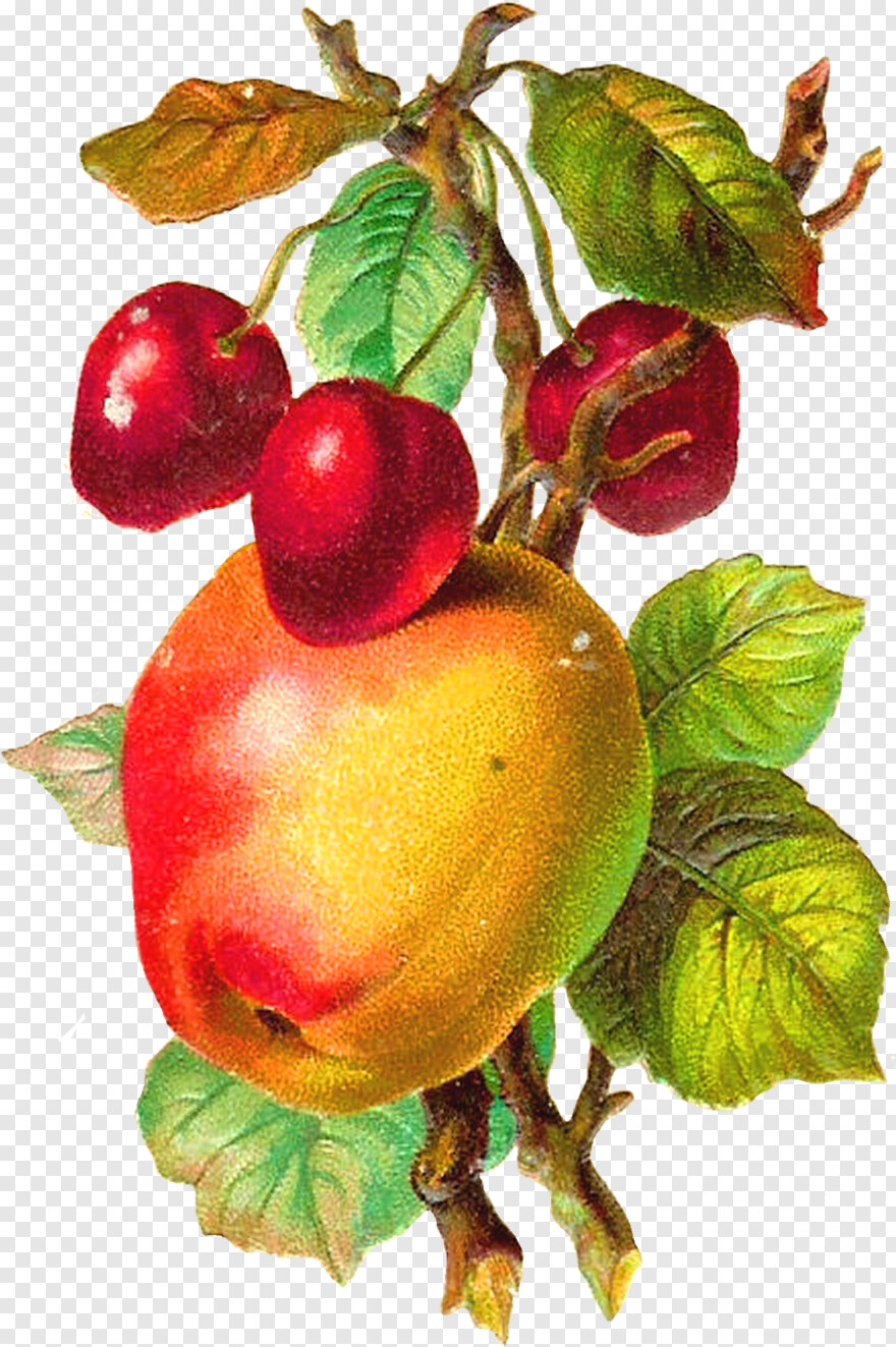 apple-fruit # 506393