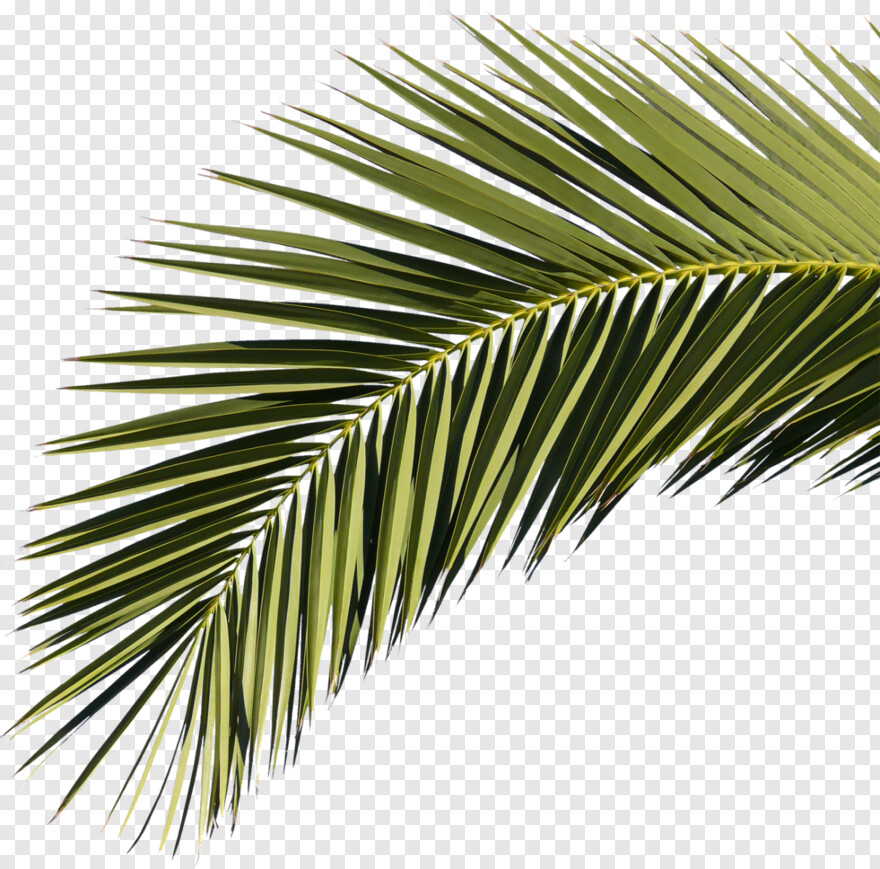 palm-branch # 460467