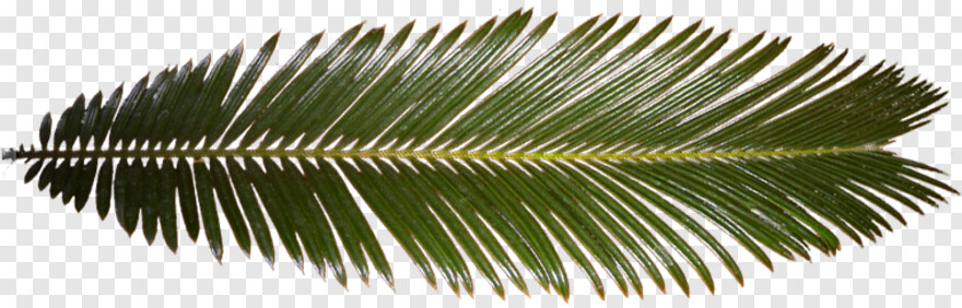 palm-leaf # 460447