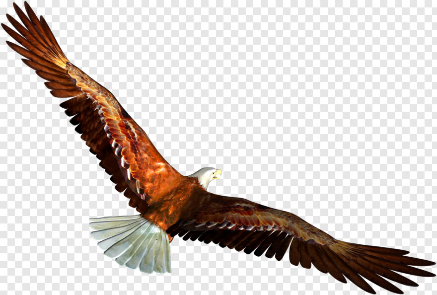 american-flag-eagle # 429281