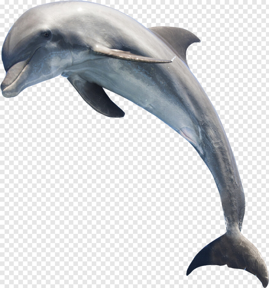 dolphin # 892892