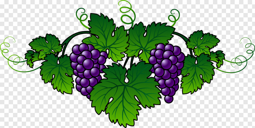 grape-vine # 372043