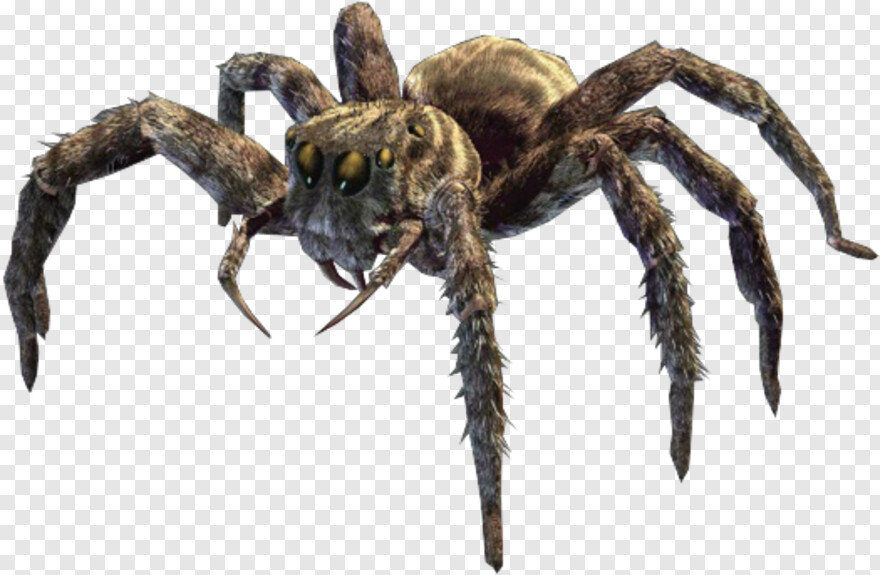 black-widow-spider # 871291