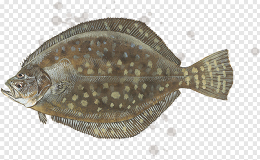 flounder # 825113