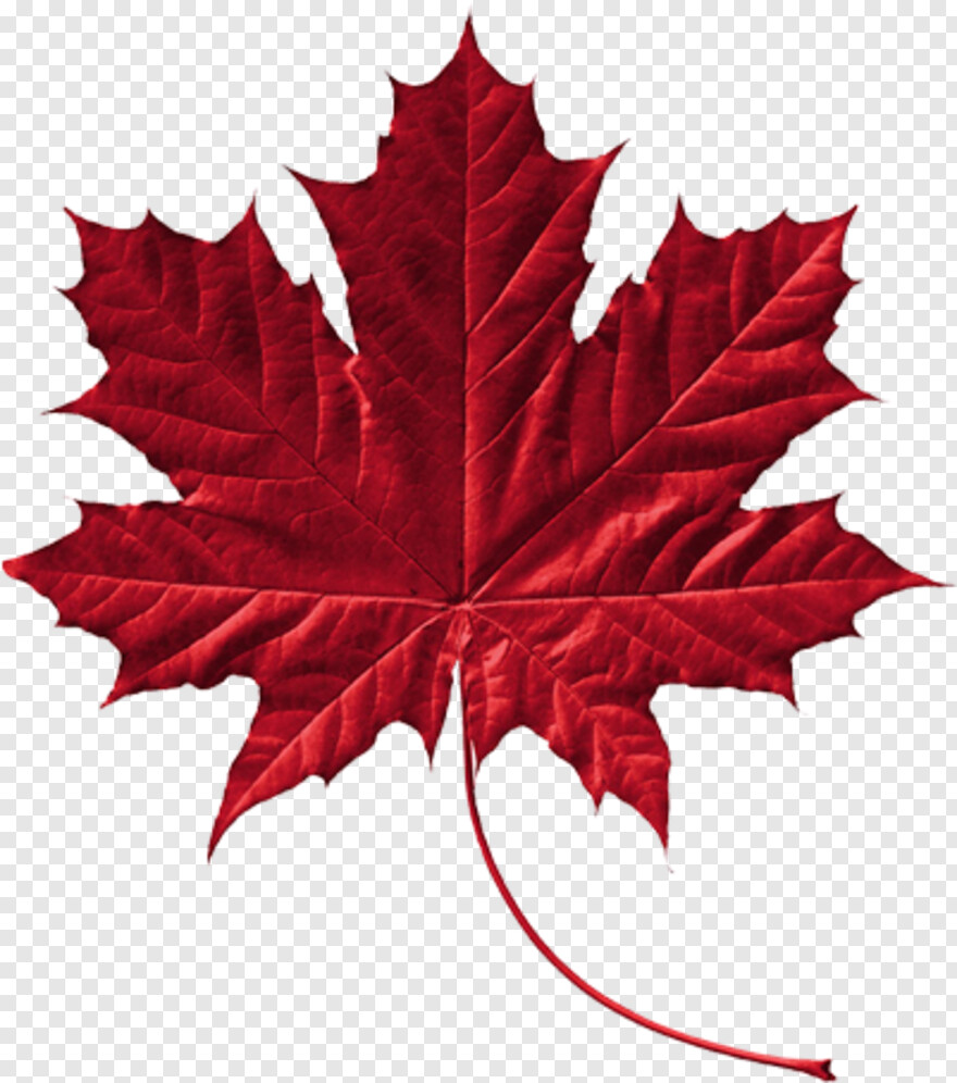 canadian-leaf # 1075603