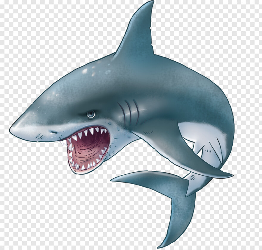 shark-attack # 623703