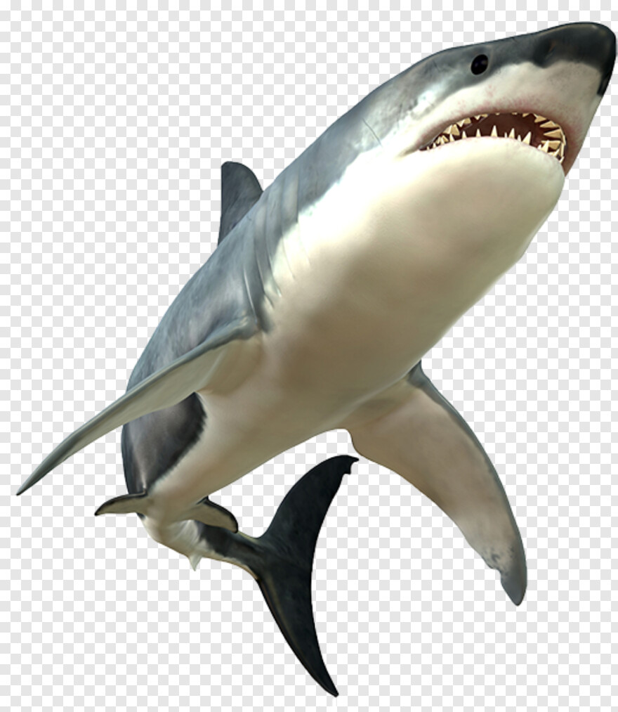  Great White Shark, Shark Attack, Bape Shark, Shark Fin, Whale Shark, Hd