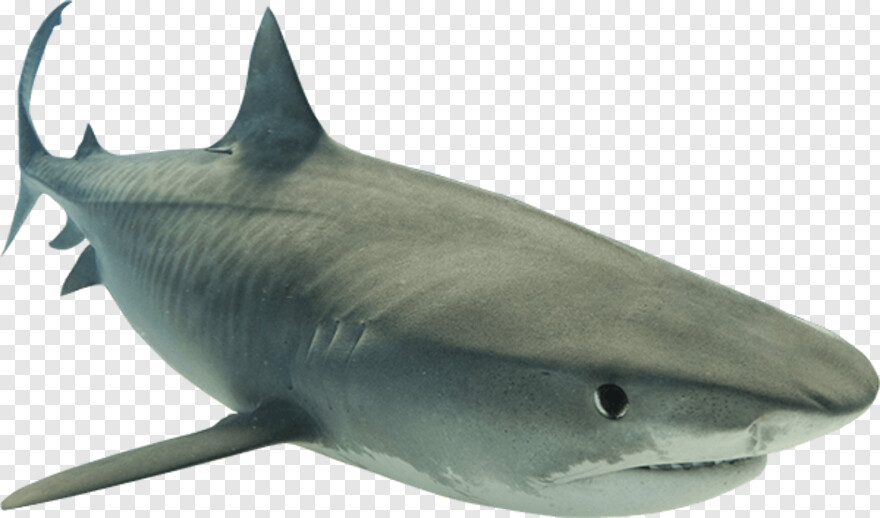 great-white-shark # 655317