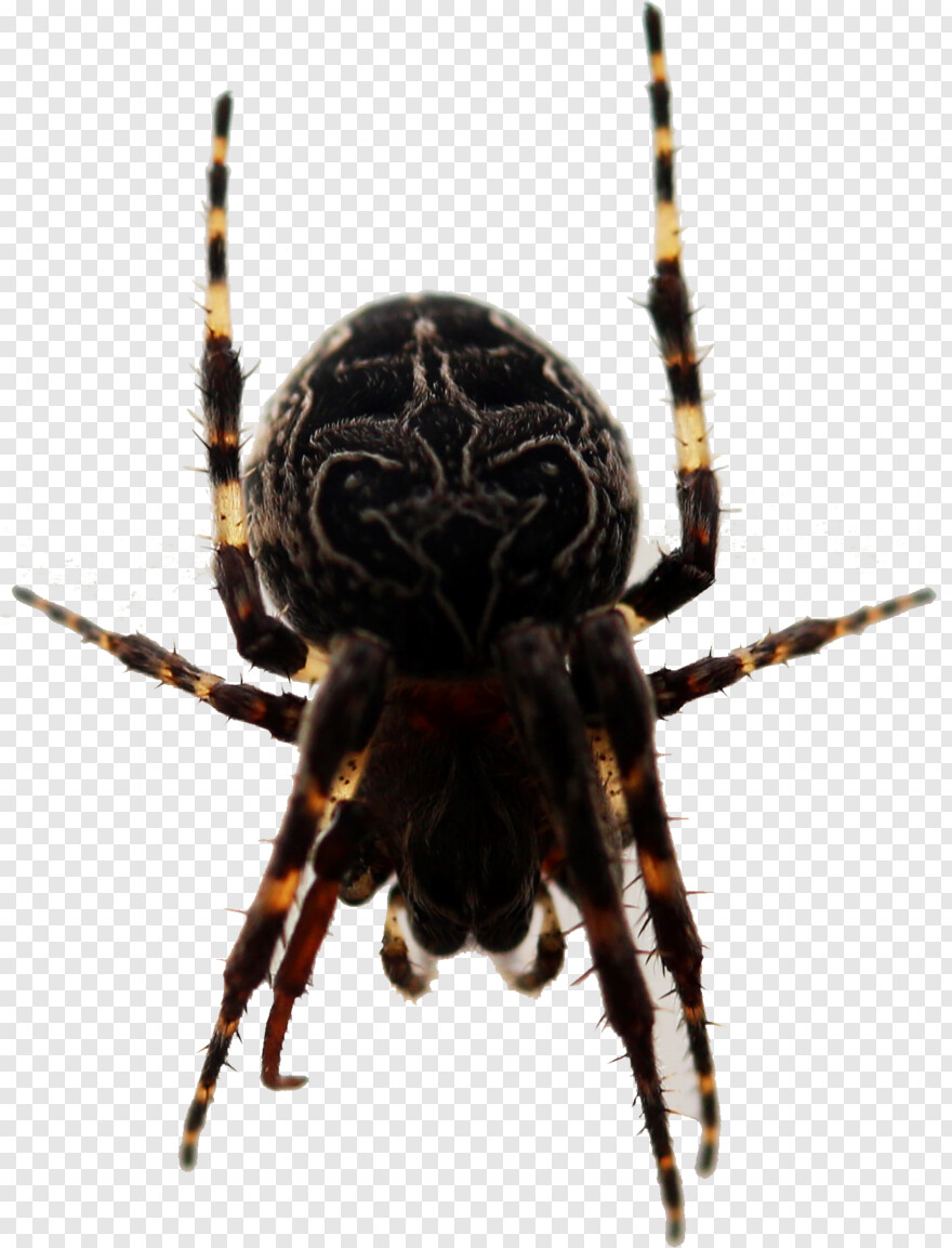 spider-webs # 402957