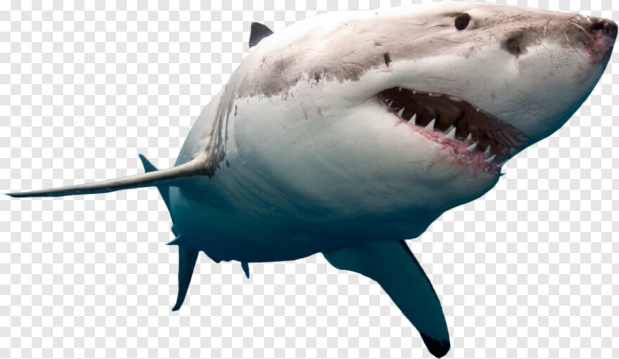  Great White Shark, Whale Shark, Swimming, Shark Fin, Shark Attack, Bape Shark
