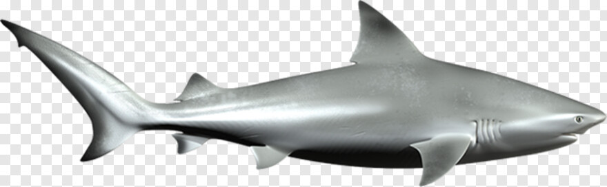 great-white-shark # 1102779