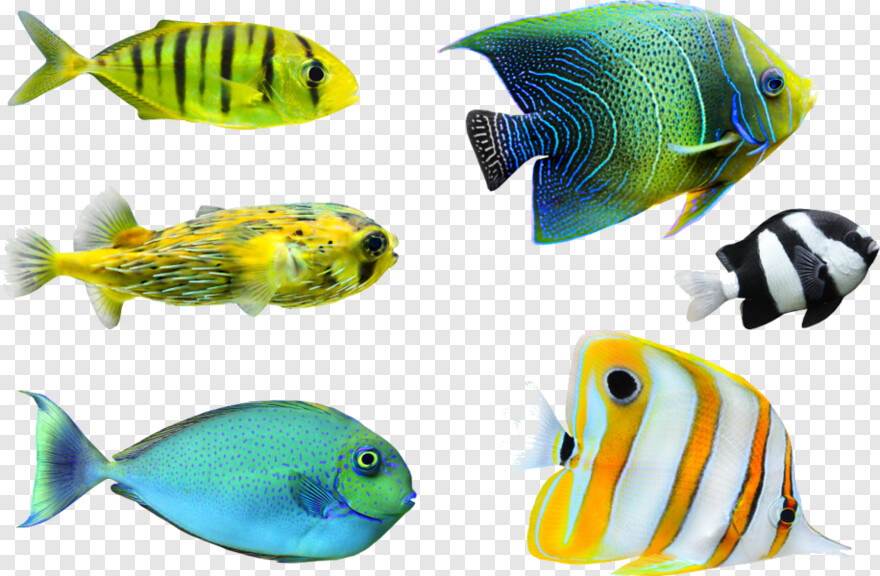 tropical-fish # 832302