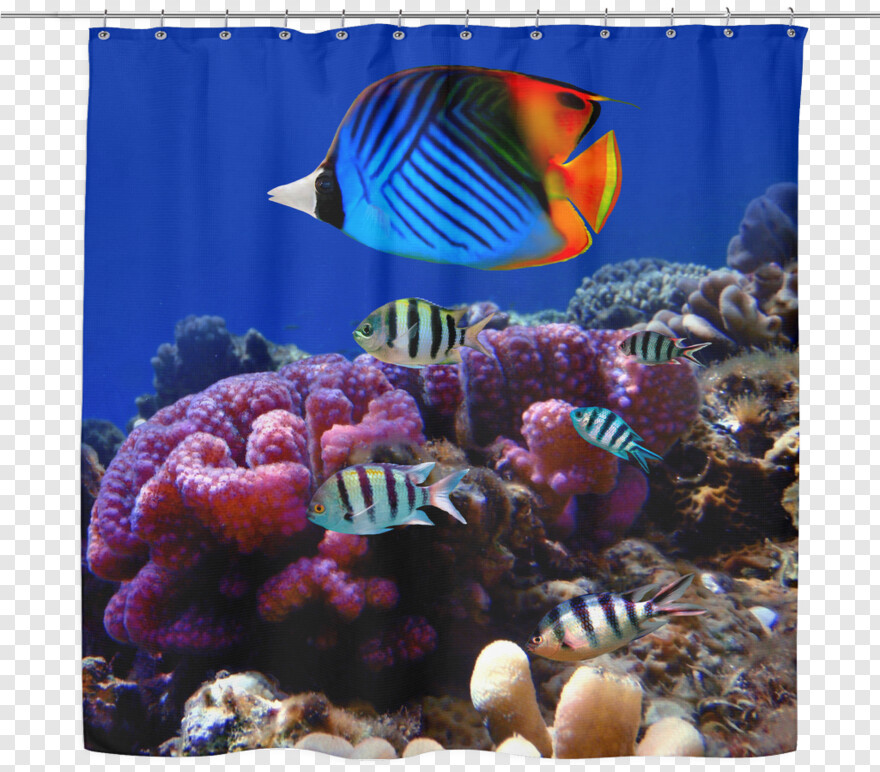 tropical-fish # 935511
