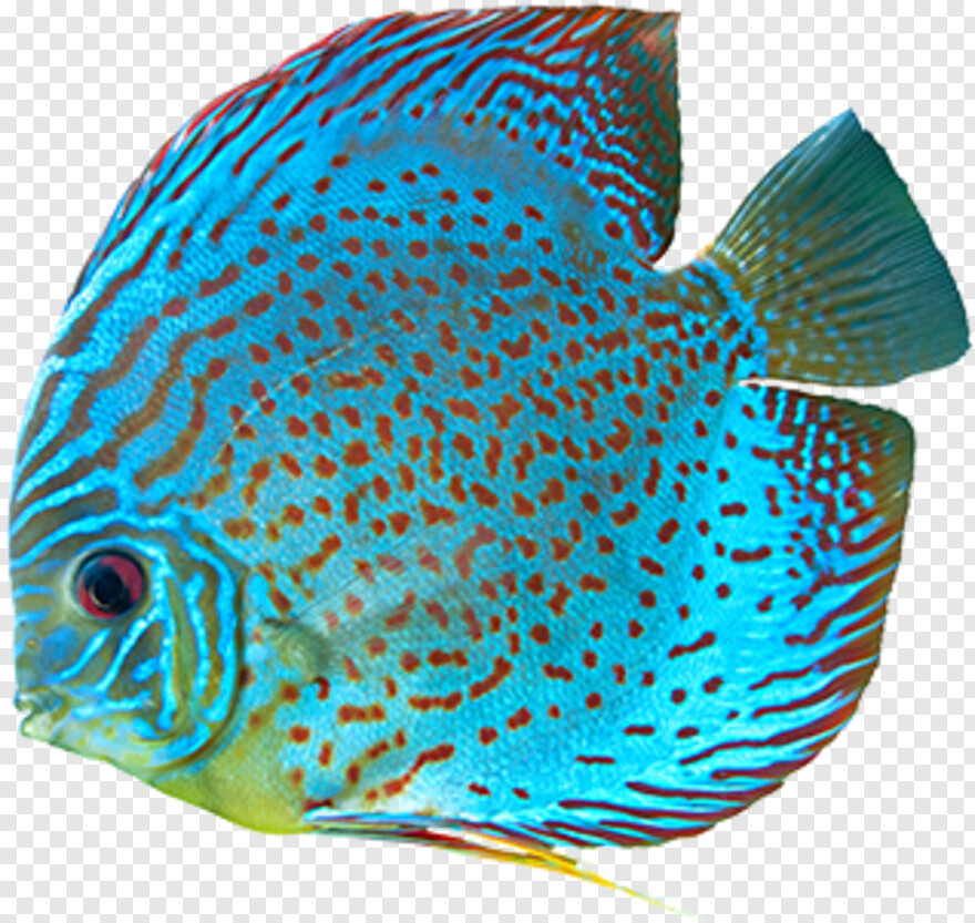 fish-logo # 341758