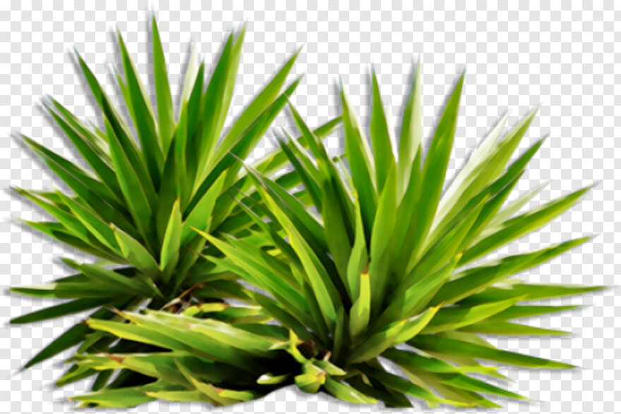 tropical-plants # 652057