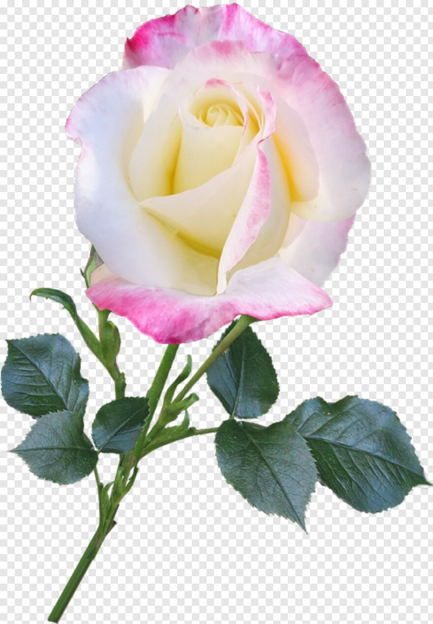 rose-flower-vector # 344618