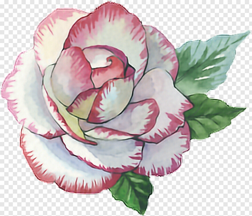 watercolor-rose # 824114