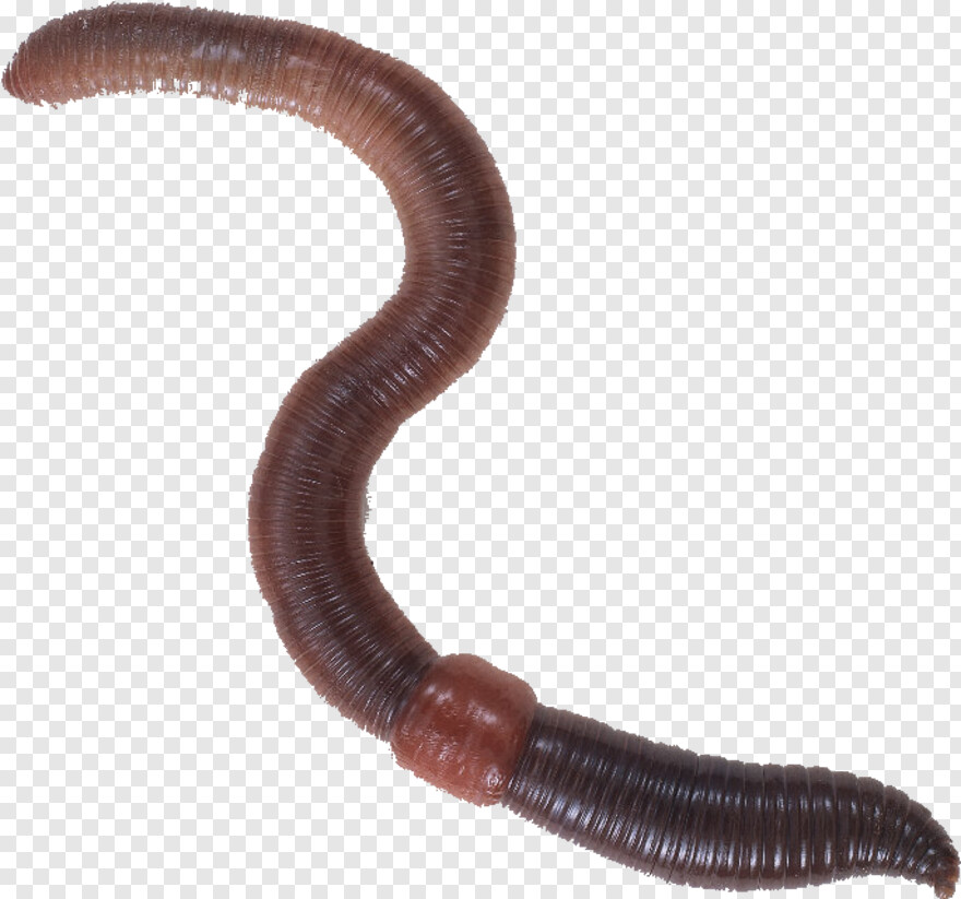 worm # 876662