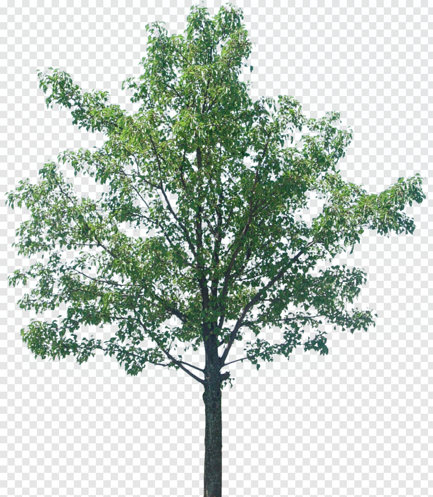 tree-texture # 459602