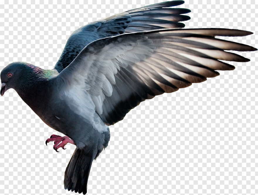 pigeon # 655010