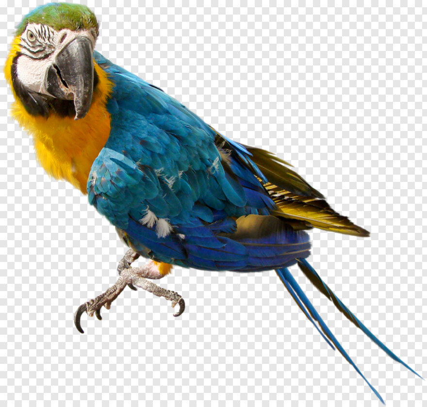 parrot # 429251